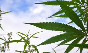 missouri, marihuana, marijuana, medical marijuana, sales